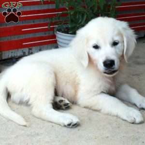 Mickey, English Cream Golden Retriever Puppy