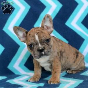 Mickey, Frenchton Puppy