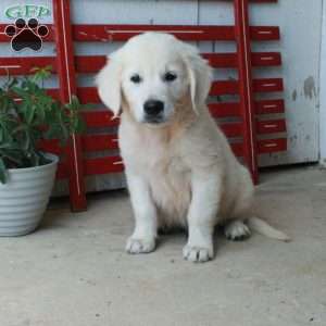 Mickey, English Cream Golden Retriever Puppy