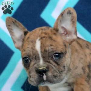 Mickey, Frenchton Puppy
