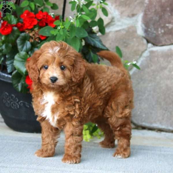 Mickey, Mini Goldendoodle Puppy