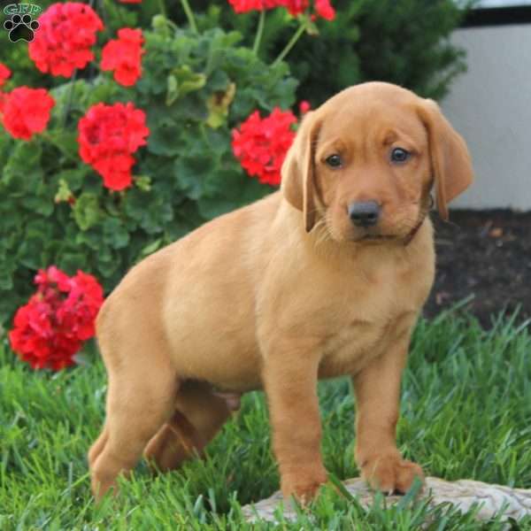 Mickey, Fox Red Labrador Retriever Puppy