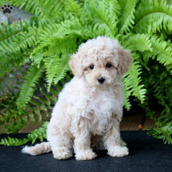 Mickey, Miniature Poodle Puppy