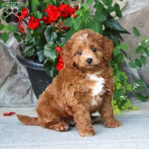 Mickey, Mini Goldendoodle Puppy