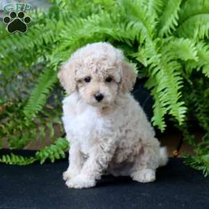 Mickey, Miniature Poodle Puppy