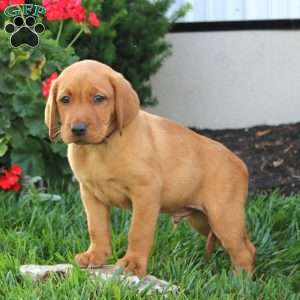 Mickey, Fox Red Labrador Retriever Puppy