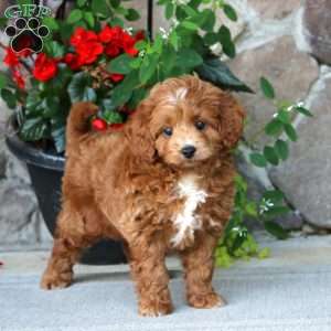 Mickey, Mini Goldendoodle Puppy
