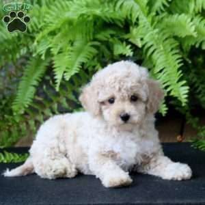 Mickey, Miniature Poodle Puppy