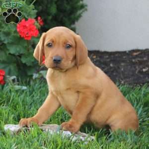 Mickey, Fox Red Labrador Retriever Puppy