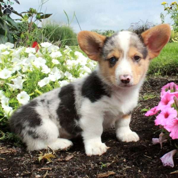 Midas, Pembroke Welsh Corgi Puppy