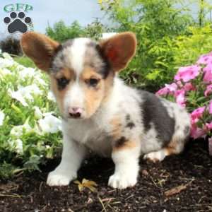 Midas, Pembroke Welsh Corgi Puppy