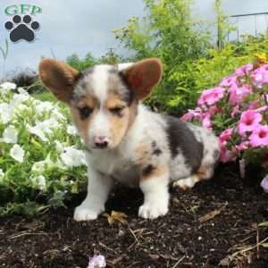 Midas, Pembroke Welsh Corgi Puppy