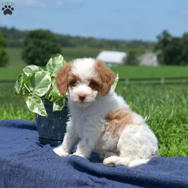 Miles, Mini Goldendoodle Puppy