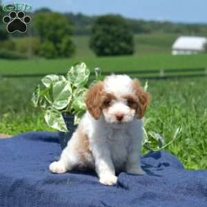 Miles, Mini Goldendoodle Puppy