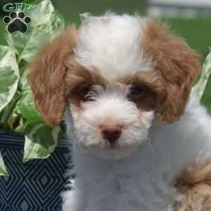 Miles, Mini Goldendoodle Puppy