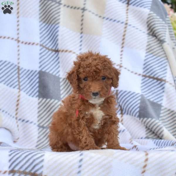 Milky Way, Miniature Poodle Puppy