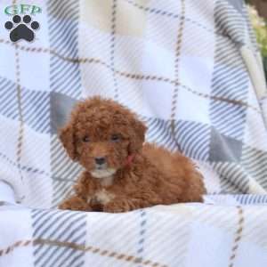 Milky Way, Miniature Poodle Puppy