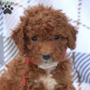 Milky Way, Miniature Poodle Puppy