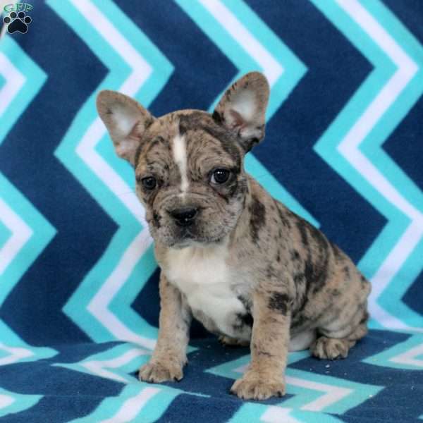 Millie, Frenchton Puppy