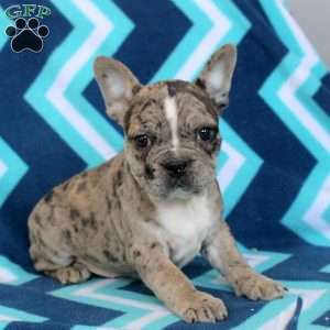 Millie, Frenchton Puppy