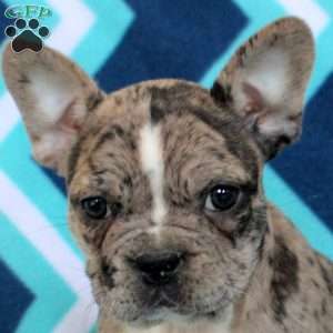 Millie, Frenchton Puppy
