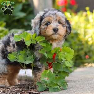 Milo, Mini Bernedoodle Puppy