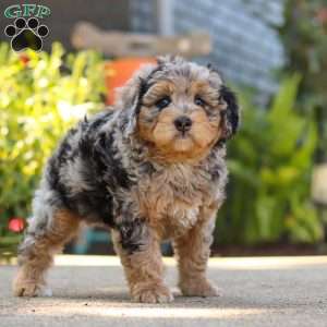 Milo, Mini Bernedoodle Puppy