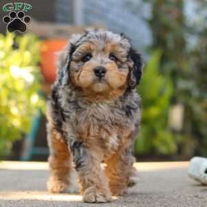 Milo, Mini Bernedoodle Puppy