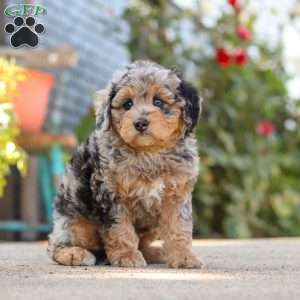 Milo, Mini Bernedoodle Puppy