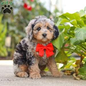Milo, Mini Bernedoodle Puppy