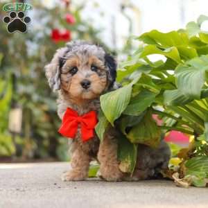 Milo, Mini Bernedoodle Puppy