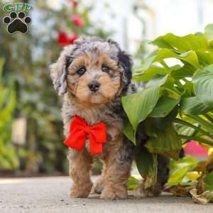 Milo, Mini Bernedoodle Puppy