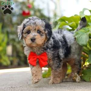Milo, Mini Bernedoodle Puppy