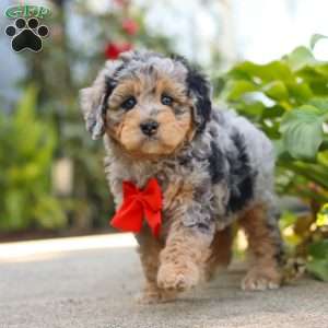 Milo, Mini Bernedoodle Puppy