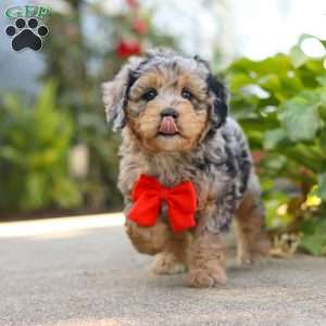 Milo, Mini Bernedoodle Puppy