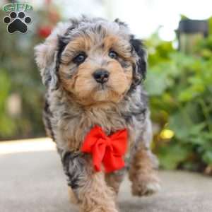 Milo, Mini Bernedoodle Puppy