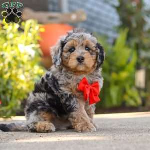Milo, Mini Bernedoodle Puppy
