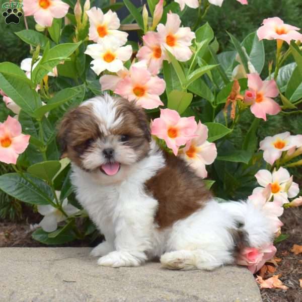 Milo, Shih Tzu Puppy