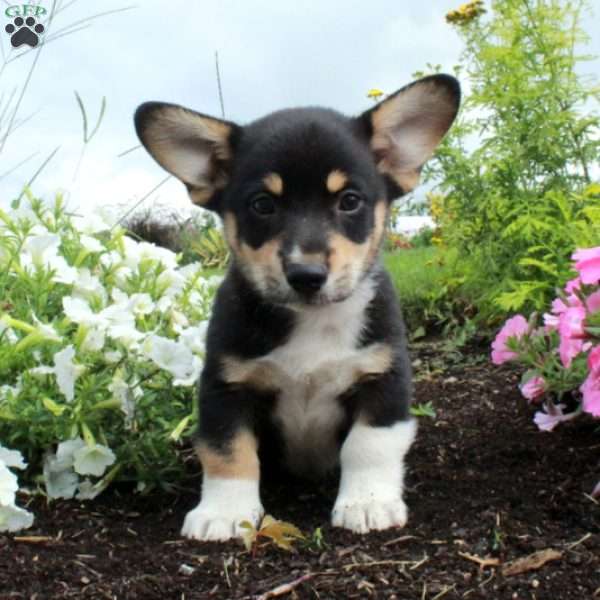 Milo, Pembroke Welsh Corgi Puppy