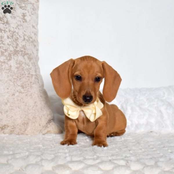 Milo, Dachshund Puppy