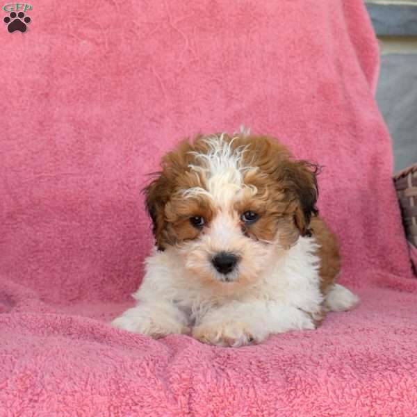 Milo, Teddy Bear Puppy