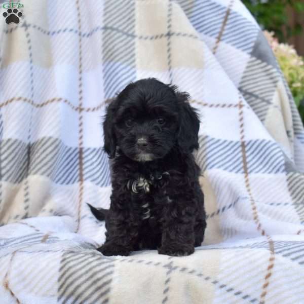 Milo, Cavapoo Puppy