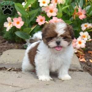 Milo, Shih Tzu Puppy