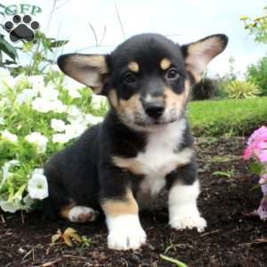 Milo, Pembroke Welsh Corgi Puppy