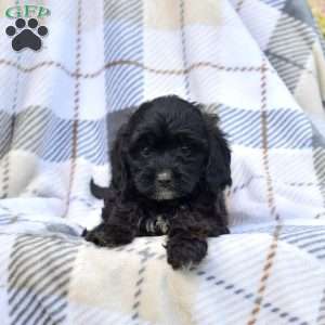 Milo, Cavapoo Puppy