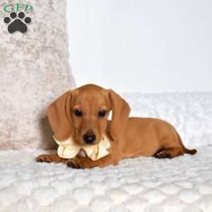 Milo, Dachshund Puppy
