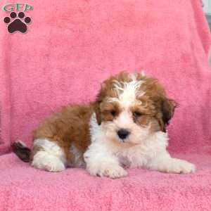 Milo, Teddy Bear Puppy