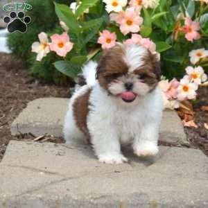 Milo, Shih Tzu Puppy