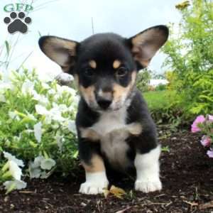 Milo, Pembroke Welsh Corgi Puppy