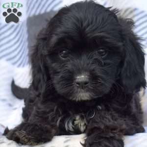 Milo, Cavapoo Puppy